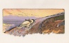Up Mount Ventoux 22Km. Rougier in a lorraine-Dietrich won this celebrated race up mount Ventoux in 19 minutes 30 seconds